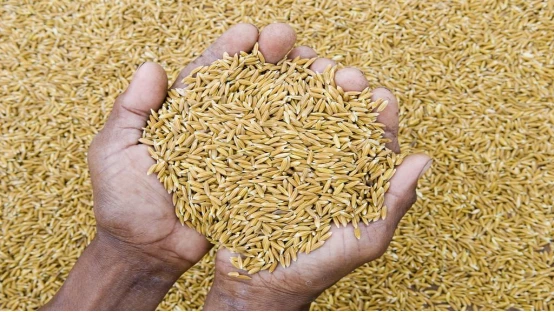 Wheat Wheat